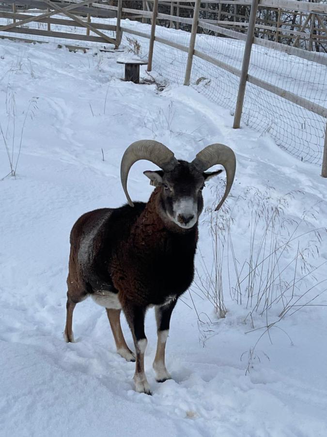Koselig Dyregard I Tromso Hotel Kültér fotó